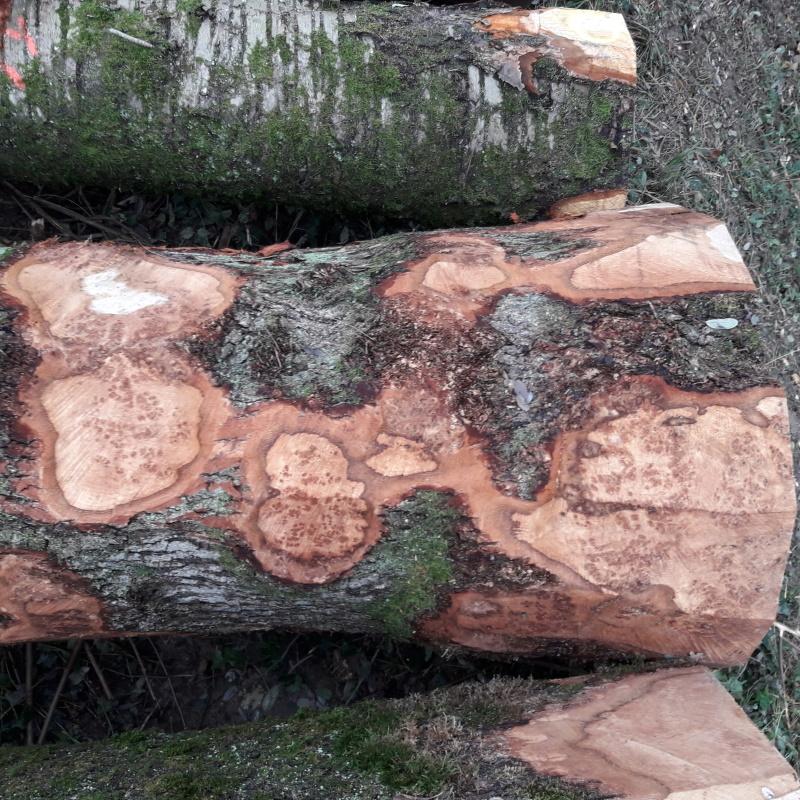 Grume de chêne avec des pattes de chat