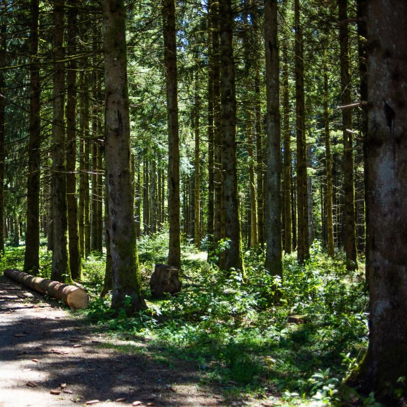 Régénération naturelle d'épicéa commun