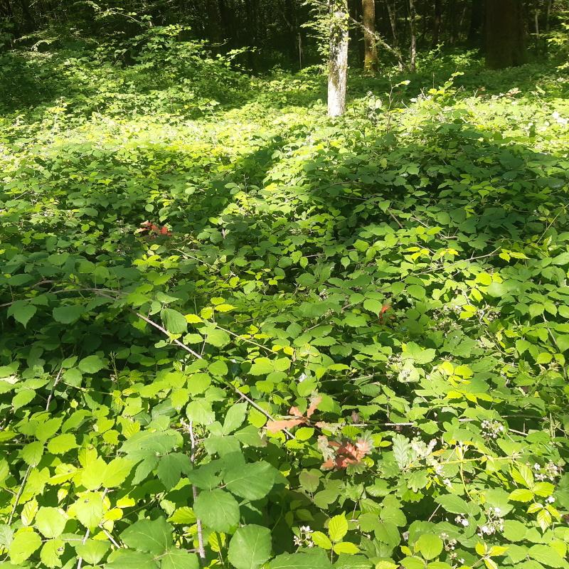 Régénération naturelle de chêne avant travaux jardinatoires