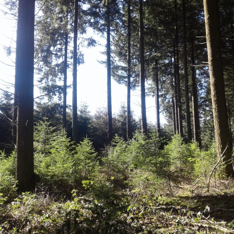Régénération naturelle de douglas à différents stades