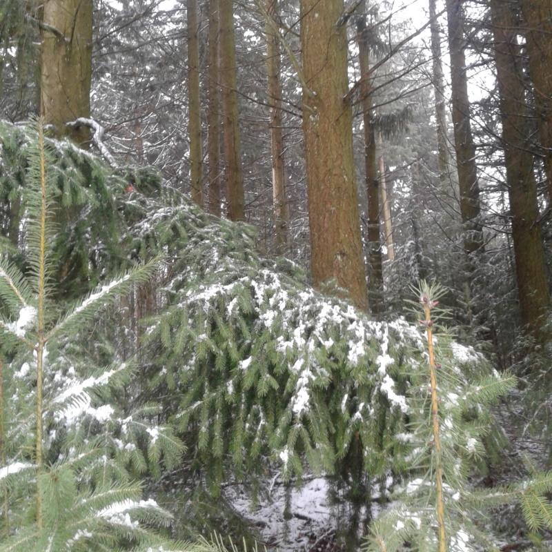 Régénération naturelle de douglas sous la neige