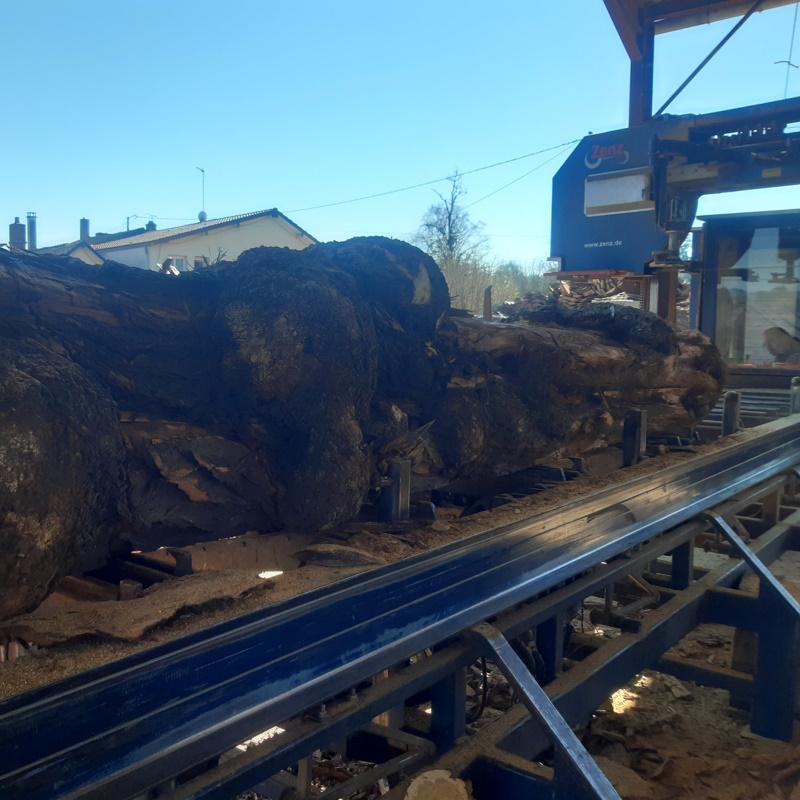 Sciage d'un acacia avec une loupe