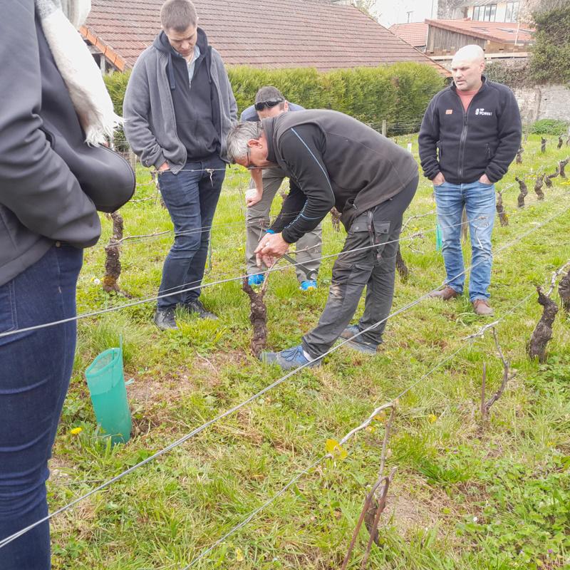 Les adhérents de Pro ETF BFC visitent les vignes du domaine Theulot-Juillot