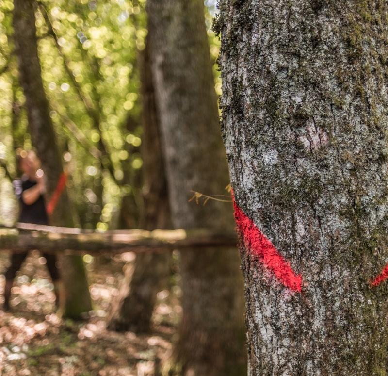 Bois marqué dans une éclaircie de taillis