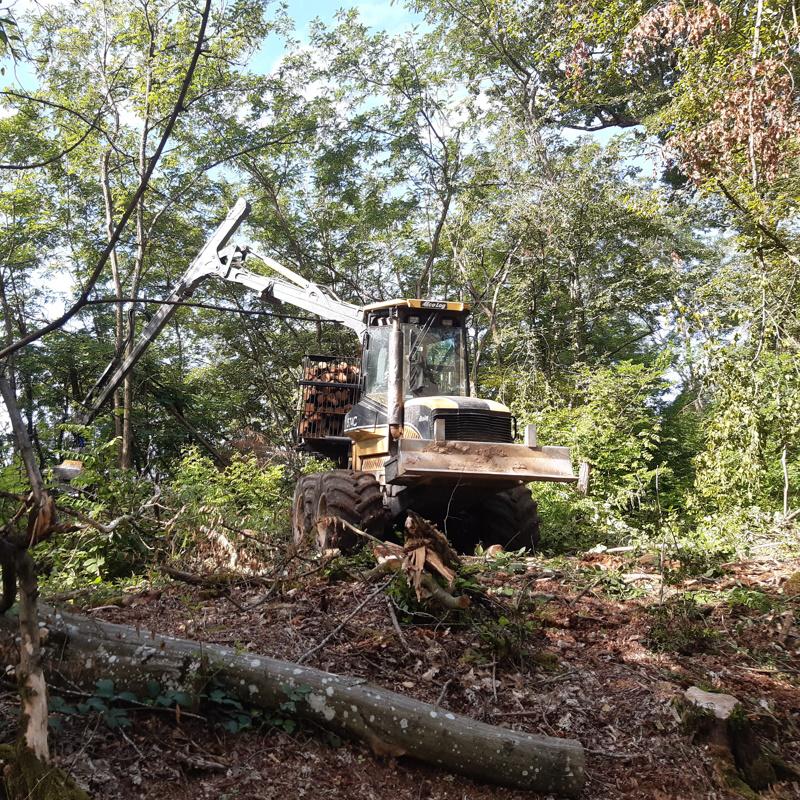 Débardage d'une éclaircie de bois de chauffage