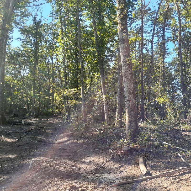 Une éclaircie de taillis qui vient d'être exploitée