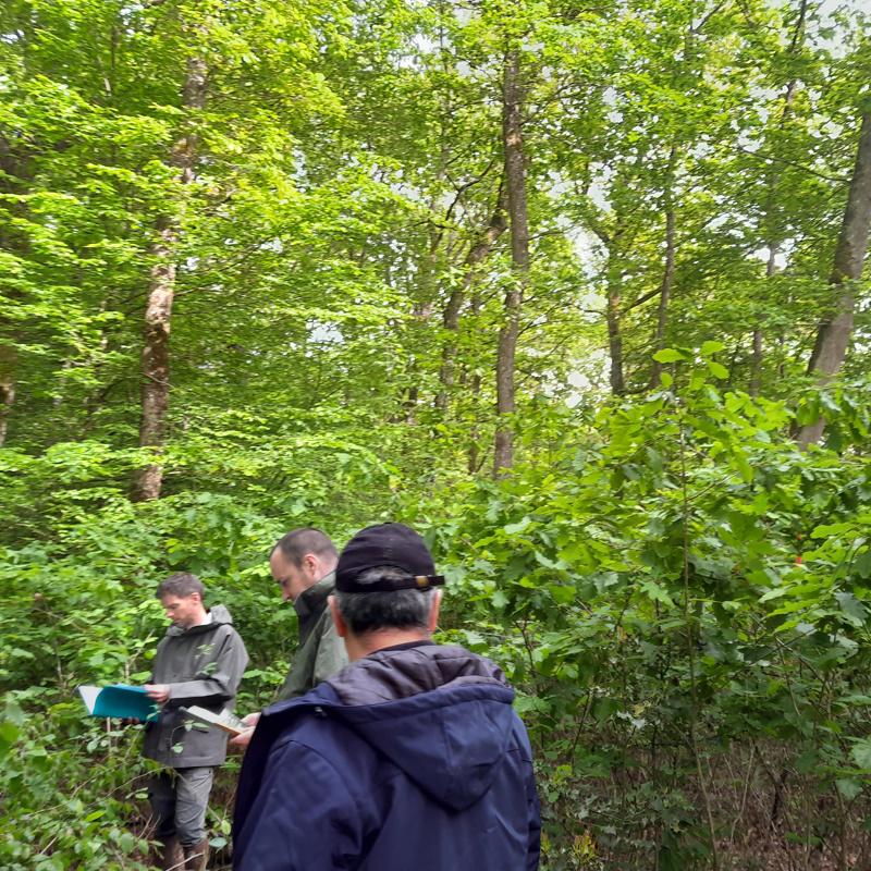 Présentation d'une régénération naturelle de chêne