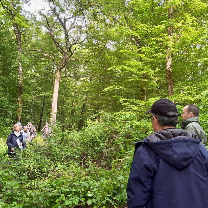 Présentation des travaux jardinatoires dans une régénération naturelle de chêne