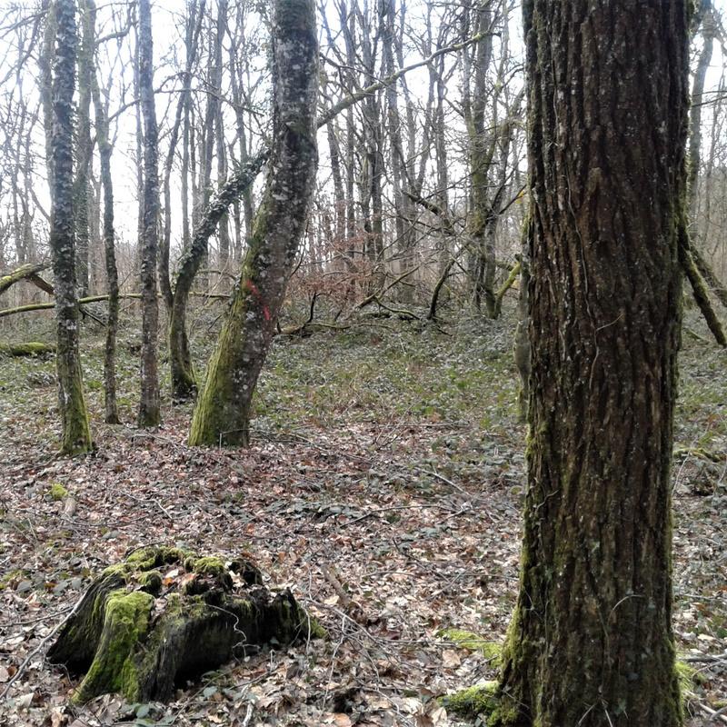 Le premier marquage de taillis de Taurë en 2017