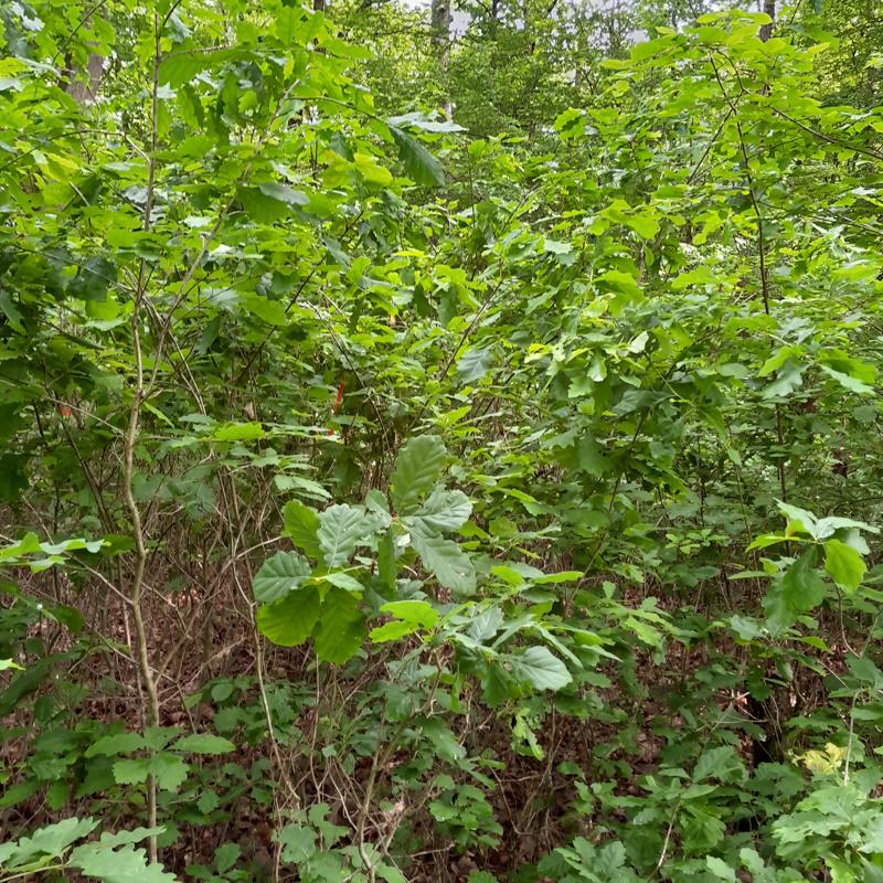 Une régénération naturelle de chêne en futaie irrégulière