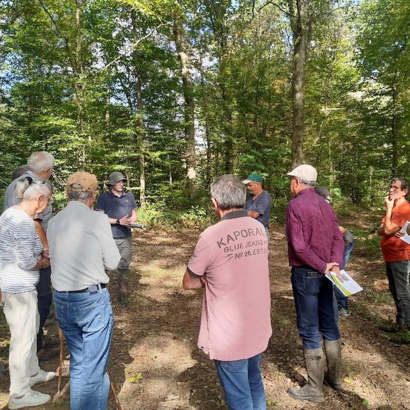Visite chez un propriétaire forestier à Collonge en Charollais dans un taillis avec réserves