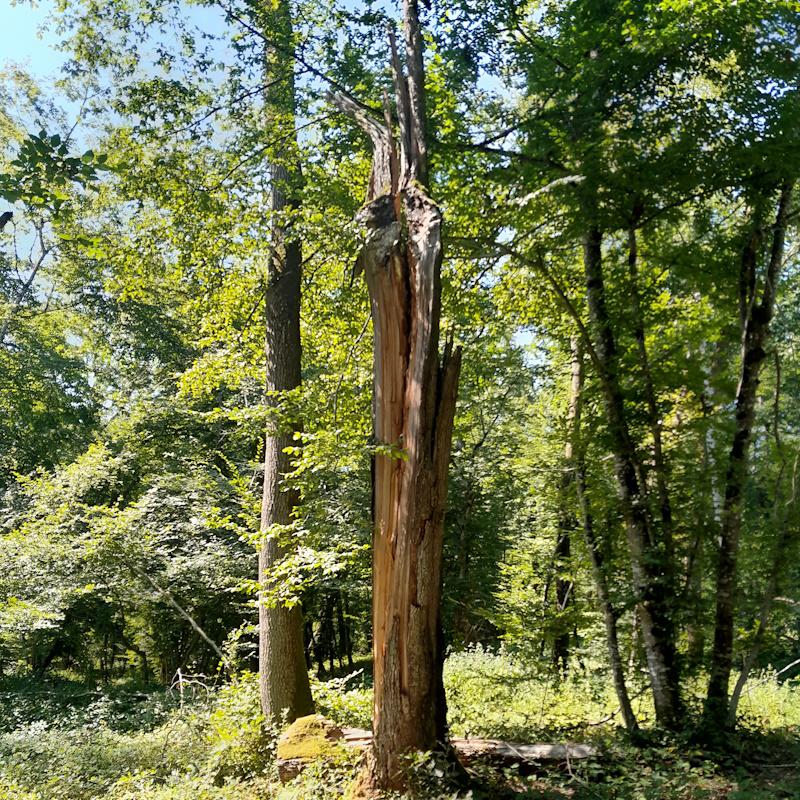 Plan simple de gestion, bois mort en forêt