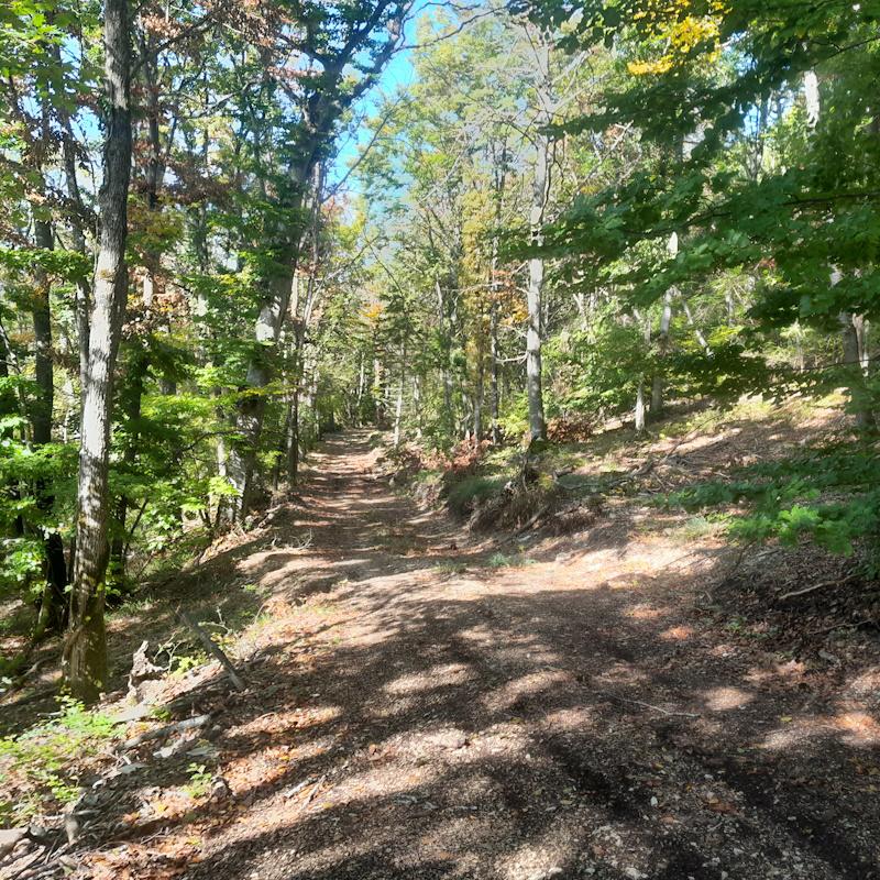 Plan simple de gestion, chemin d'accès à la forêt