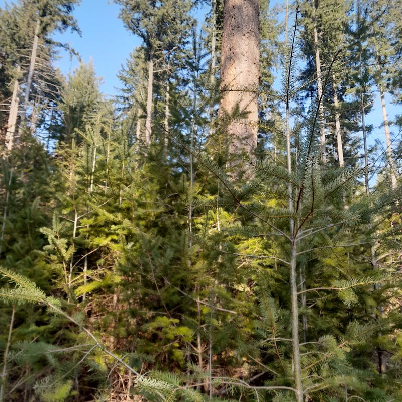 Plan simple de gestion, définir les choix de gestion