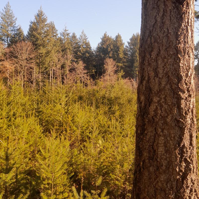 Plan simple de gestion, définir les orientations forestières