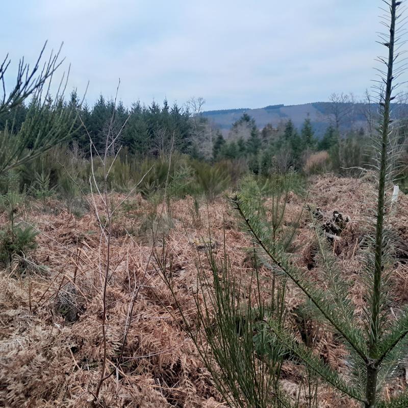 Plan simple de gestion, rédiger le programme de coupes et travaux