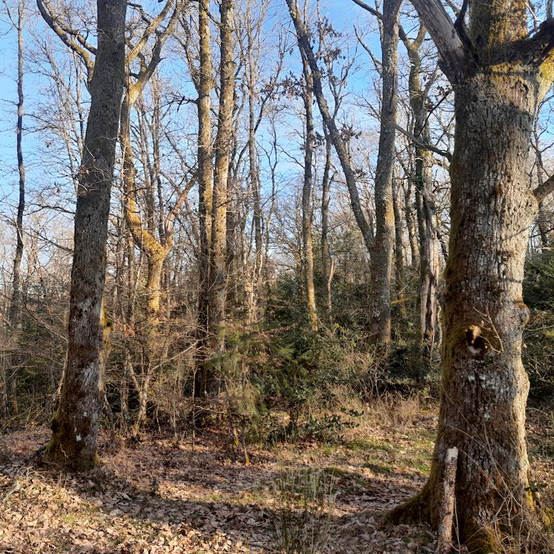 Comment retrouver le propriétaire d'un bois