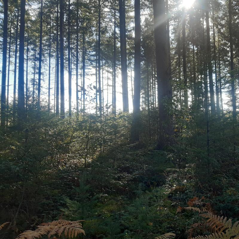 Douglas à éclaircir