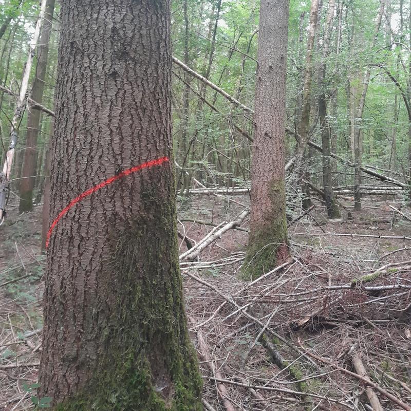 Marquage de gros douglas