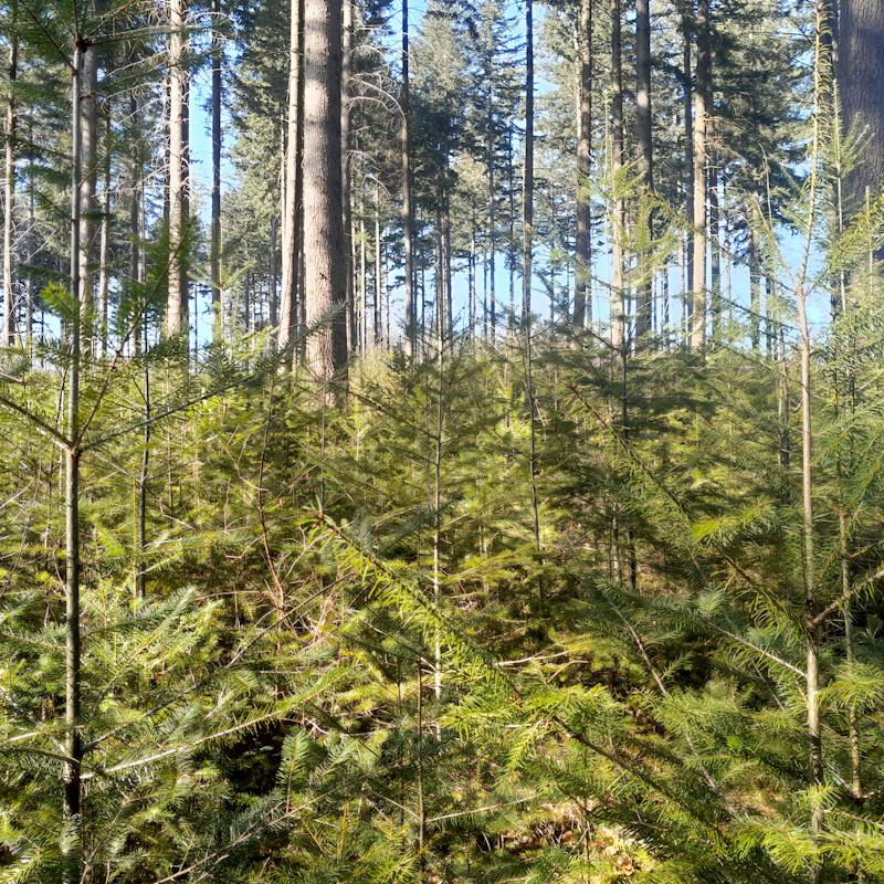 Régénération de douglas