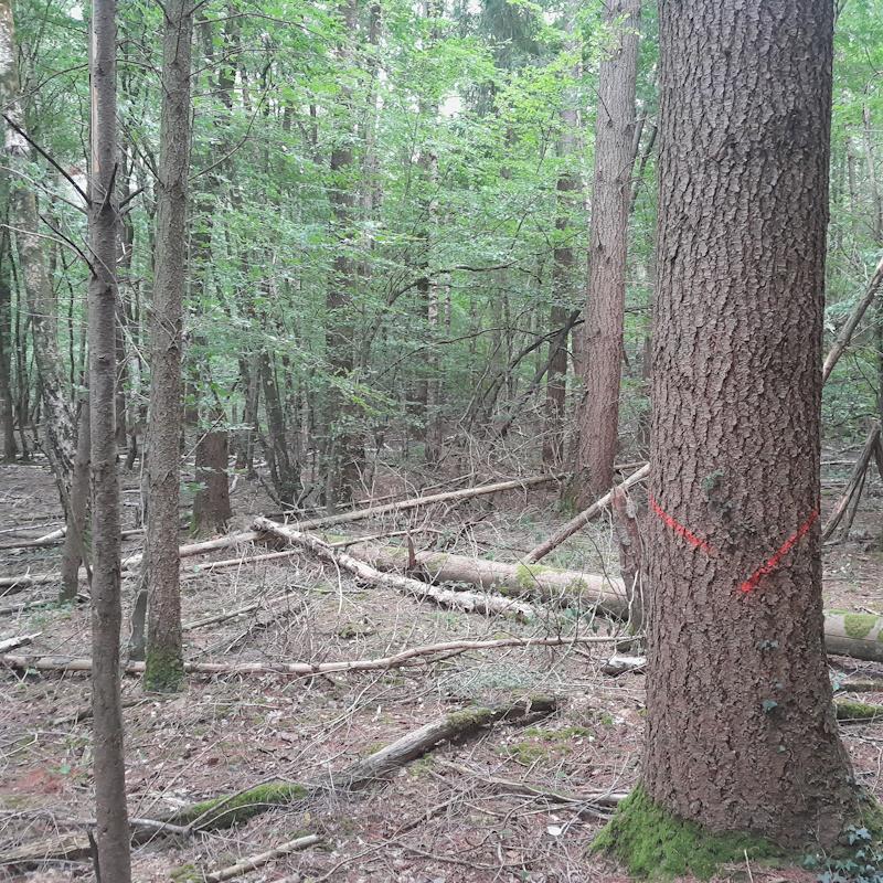 Douglas de 60 ans de différentes dimensions