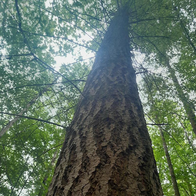 Douglas avec une fine branchaison