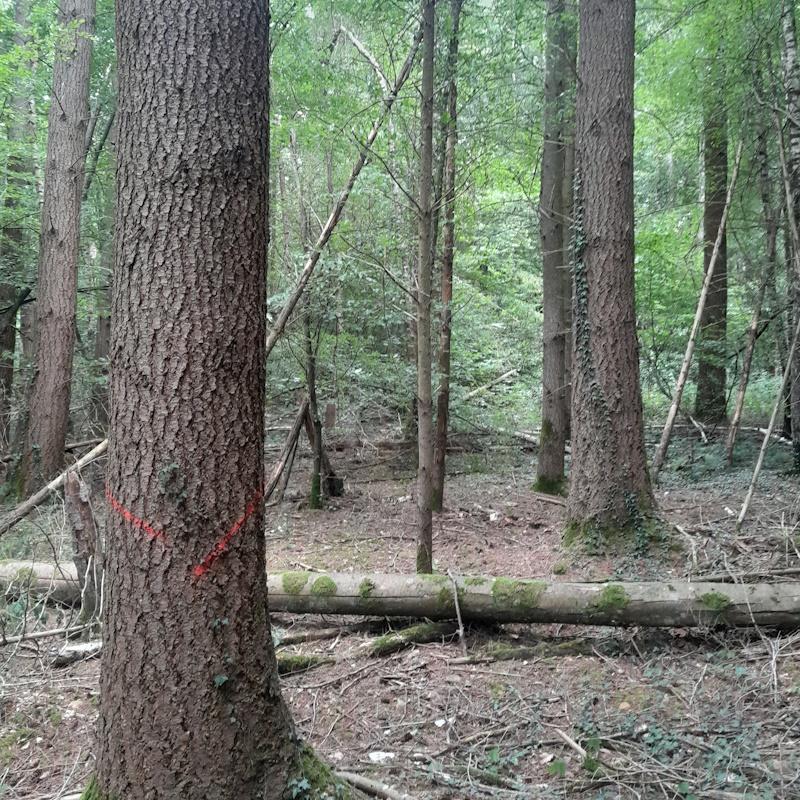 Marquage d'une éclaircie de gros douglas