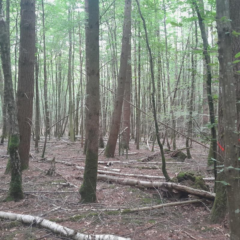 Eclaircie dans un taillis avec réserves futaie de douglas taillis de charme