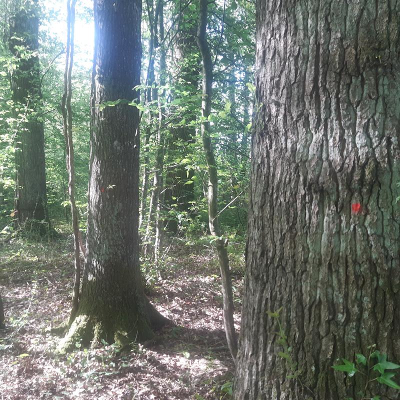 Futaie dense de gros chênes