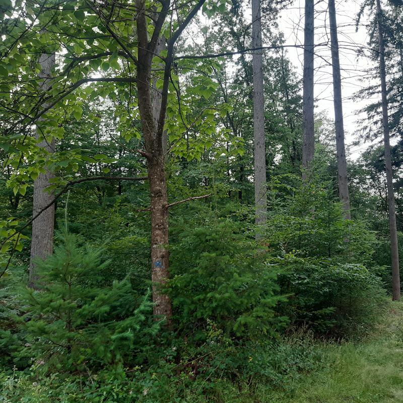 Futaie de douglas mélangée avec des feuillus