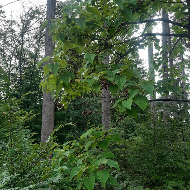 Gros douglas et feuillus