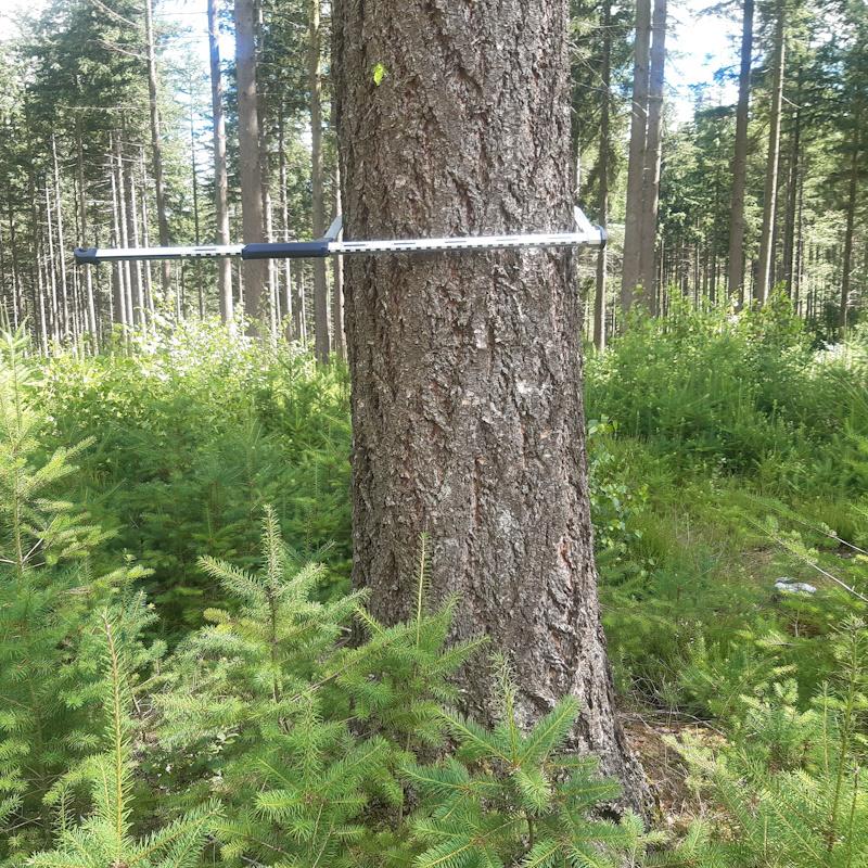 Gros douglas avec de la régénération naturelle