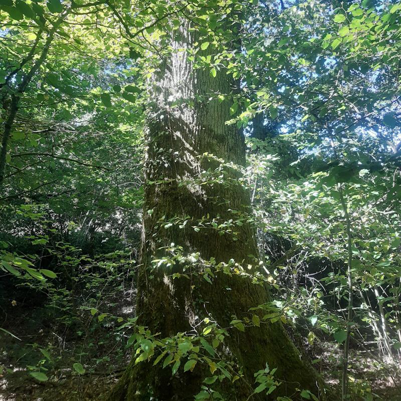Très très gros chêne