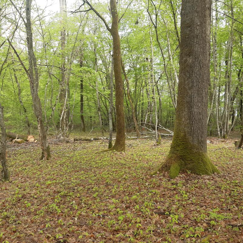 Vieux taillis avec réserves avec de très gros chênes