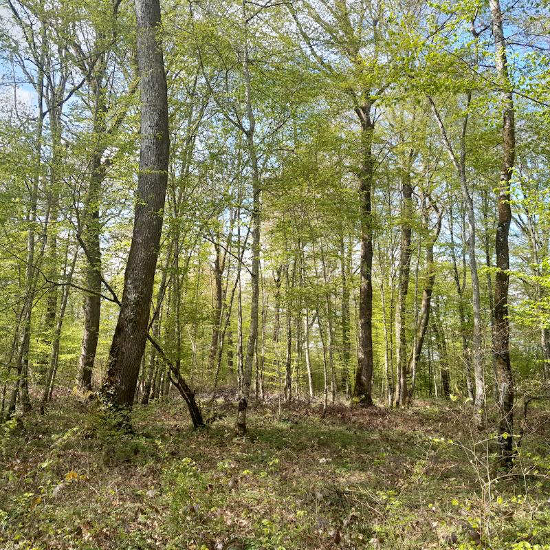 Taillis avec réserves chêne et régénération naturelle