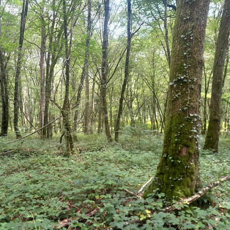 Taillis avec réserves en milieu humide