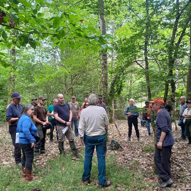 Forêt résiliente - Peuplement étagé