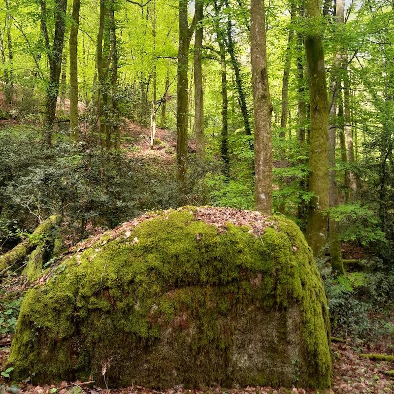 Ecosystème du Morvan
