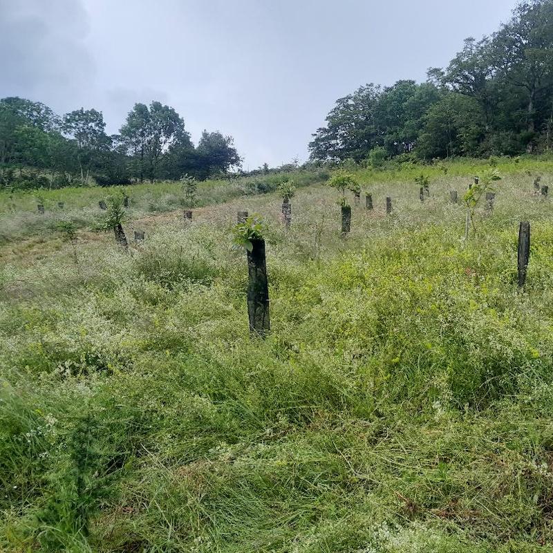 Plantation Pierreclos Label Bas Carbone