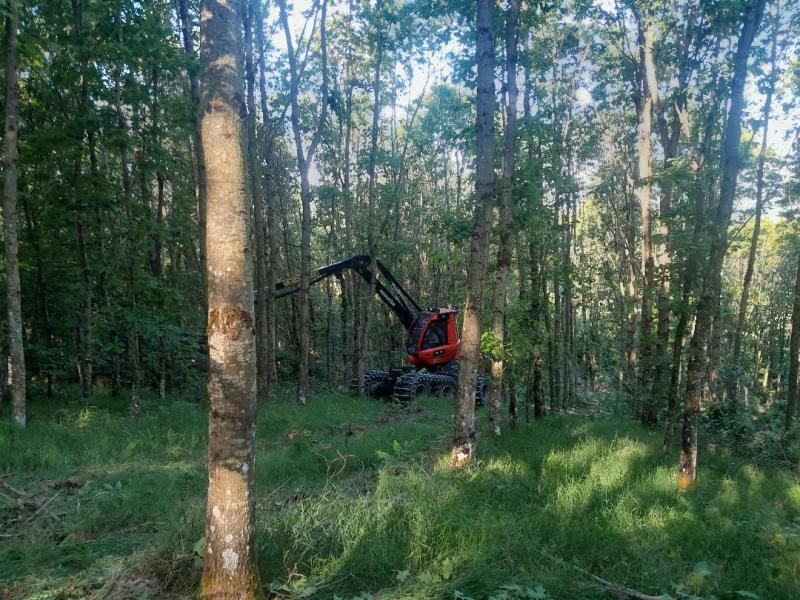 Une abatteuse emprunte un cloisonnement d'exploitation forestière