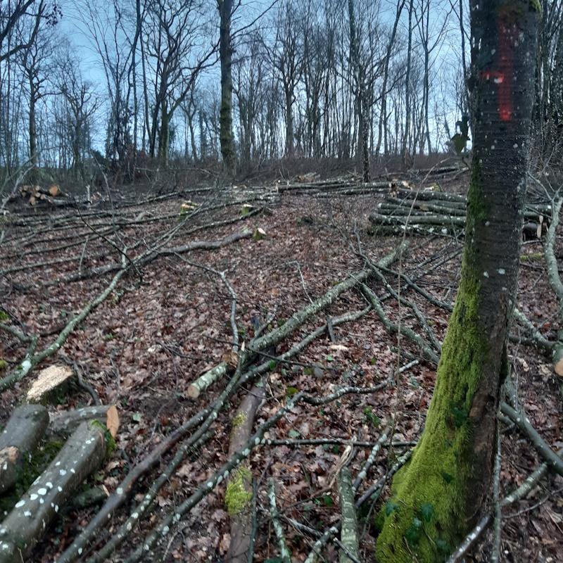 Ouverture d'un cloisonnement d'exploitation forestière par des bucherons