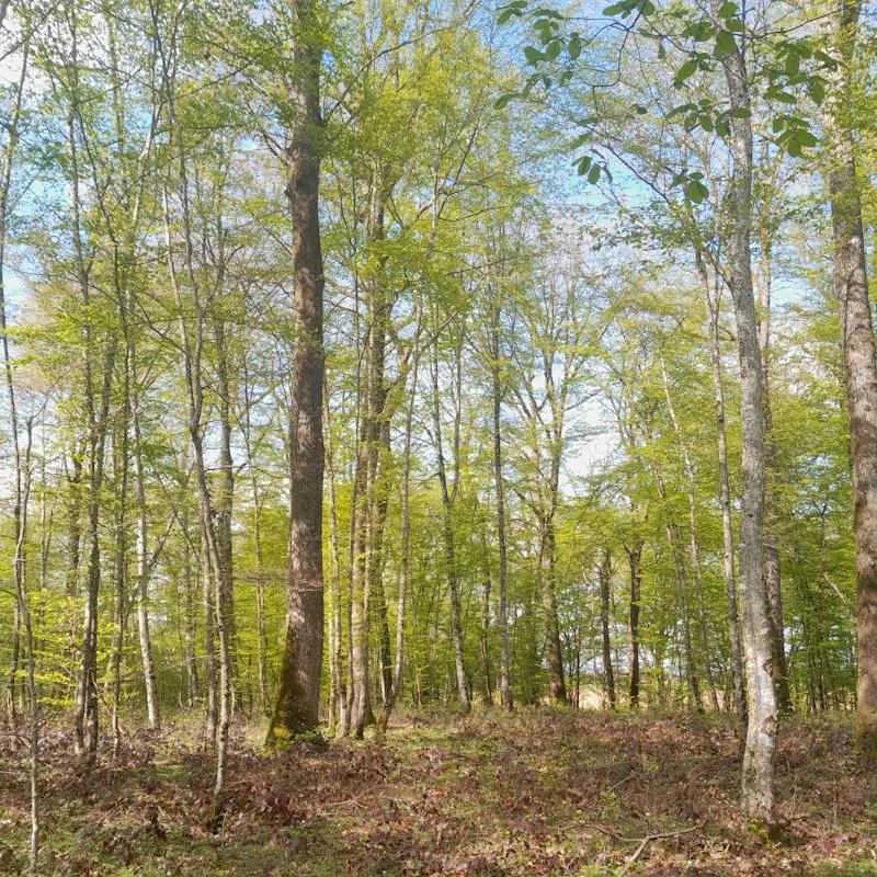 Un cloisonnement d'exploitation forestière quelques années après le débardage