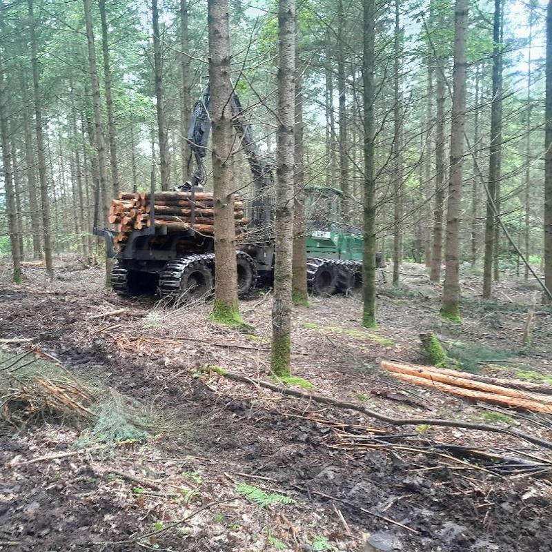 Congés d'été 2024 - Un porteur débarde du douglas