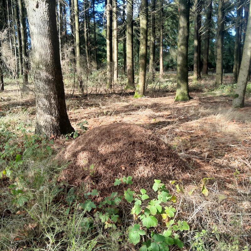 Douglas et biodiversité - Une fourmilière