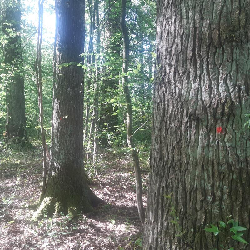 Une forêt riche en chêne vendue en 2021