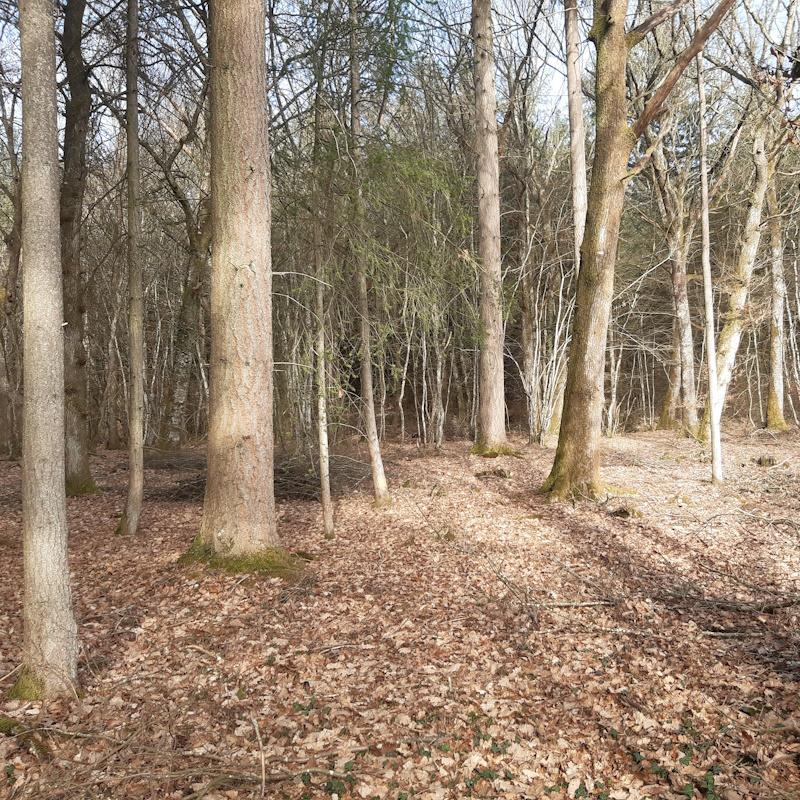 Forêt mélangée feuillus résineux