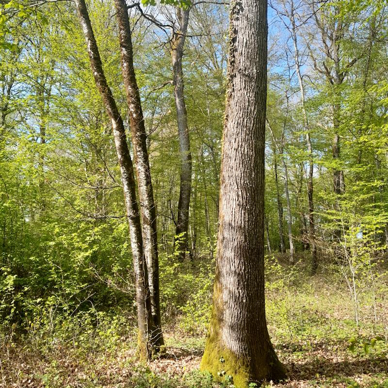 Une futaie irrégulière feuillue de chêne