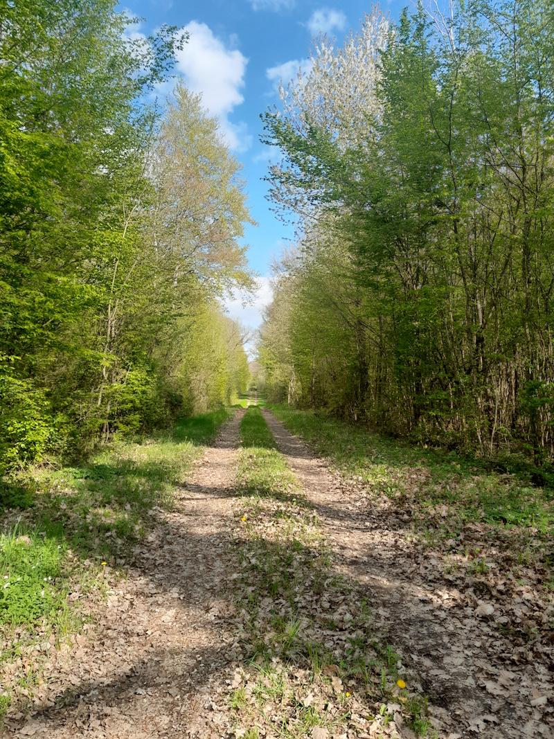 Une piste forestière dans une forêt bourguignonne
