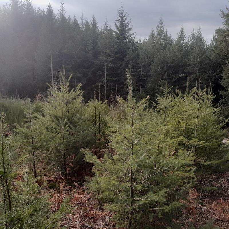 Régénération naturelle de douglas complémentaire de la plantation