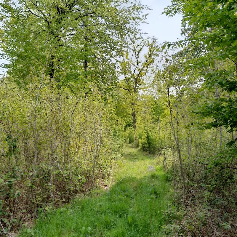 Régénération naturelle de chêne